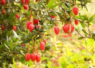 crinodendron