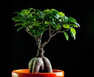 ficus ginseng