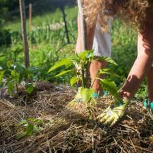 permaculture engrais compost