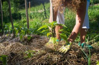 permaculture engrais compost