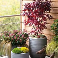plante balcon automne