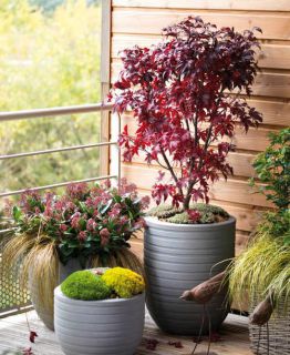 plante balcon automne