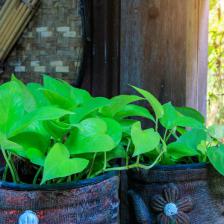 pothos