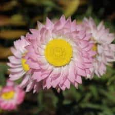 acroclinium