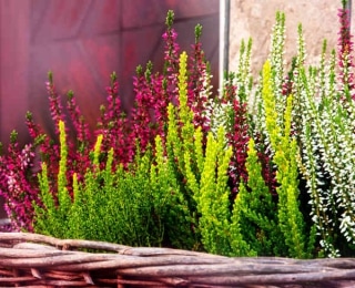 bruyère d'été - plantation (Calluna)