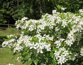 Plantation choisya ternata