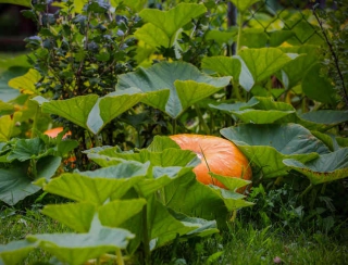 citrouille plantation semis