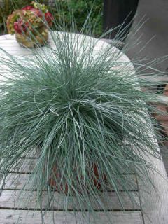 festuca glauca - fetuque bleue