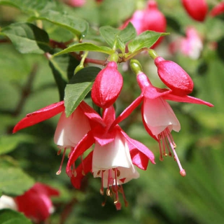 Fuchsia plantation