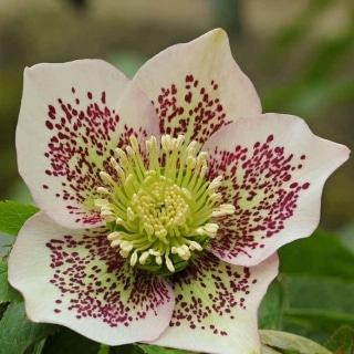 hellebore plantation 