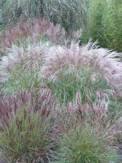 miscanthus cutone - Roseau de Chine