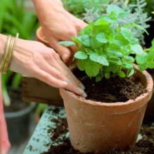 plantes aromatiques
