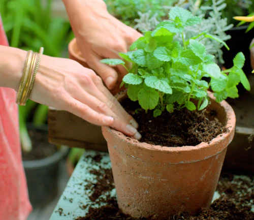 plantes aromatiques