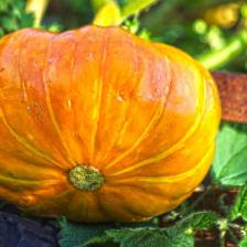 Squash and gourd, how to grow them