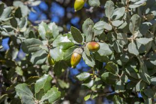 quercus ilex