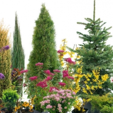 arbuste arbre