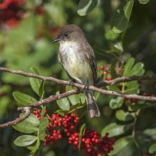 arbuste oiseau