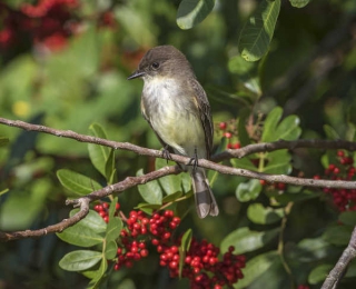 arbuste oiseau