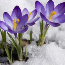 Crocus