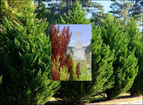 Maladie du cyprès qui dépérit un chancre redoutable