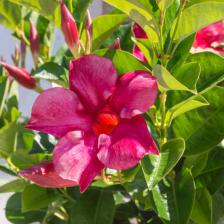 dipladenia