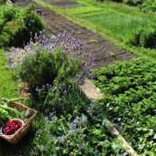 Natural fertilizer for the vegetable patch