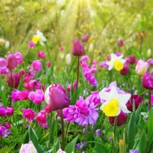fleurs à bube