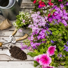 plantes et fleurs du jardin