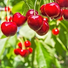 arbres fruitiers verger