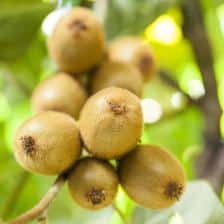 Kiwi