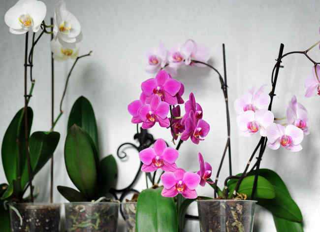 Orchidée : de entretien et floraison