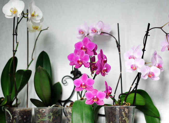 Rempoter une orchidée : techniques et conseils