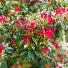 andromede du japon - pieris japonica