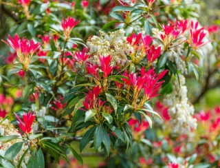 andromede du japon - pieris japonica