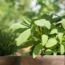 plantes aromatiques