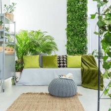 plantes interieur