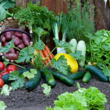 conseils potager
