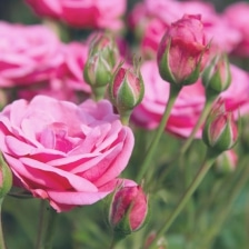 rosier