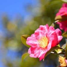 Camelia sasanqua