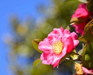 Camelia sasanqua