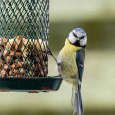 Mangeoire oiseau