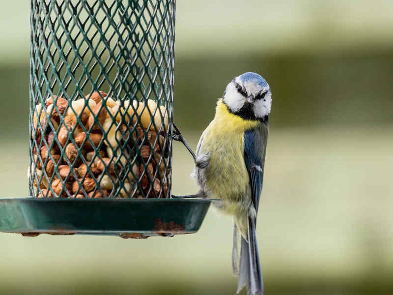 Mangeoire oiseau