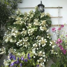 Schizophragma hydrangeoides