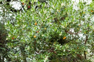 arbutus unedo