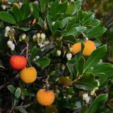 arbousier arbutus
