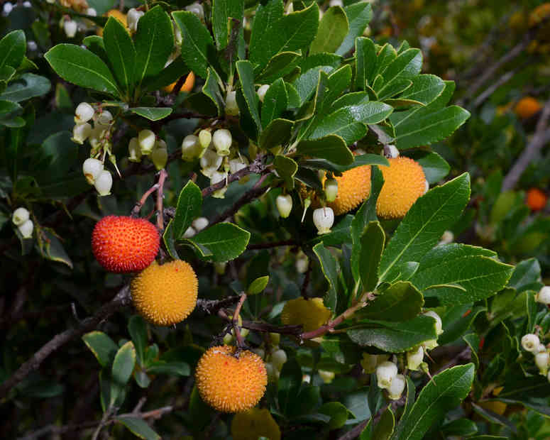 Arbousier (Arbutus unedo) ou arbre aux fraises : plantation