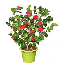 camélia en pot