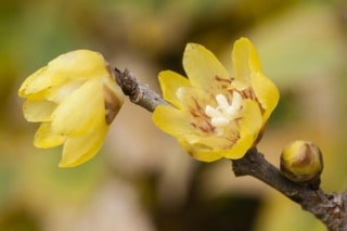 chimonanthus chimonanthe