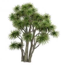 cordyline
