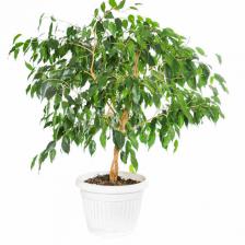 ficus